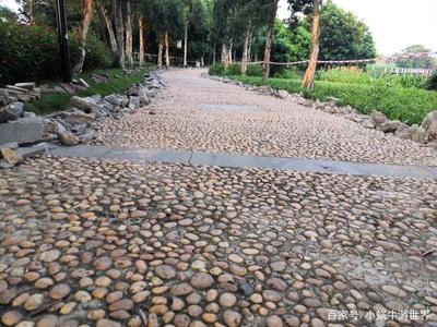 夏天湛江最适合避暑的公园--中澳友谊花园