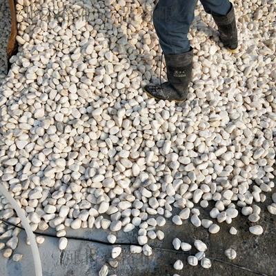 鹅卵石厂家 白色鹅卵石 水过滤卵石 装饰鹅卵石