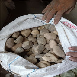 南岸绿化铺路用鹅卵石生产基地就找郑州荣拓水处理